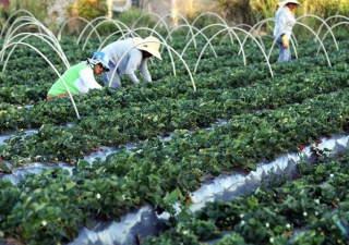 Agricultores têm perfil personalizado na plataforma GOV.BR